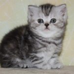 What to feed a Scottish kitten by month, read the article