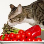 What not to feed cats