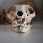 Cat skull