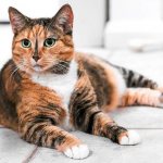 Tortoiseshell cat: features and genetics of color, animal character, breeds, beliefs and signs