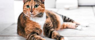 Tortoiseshell cat: features and genetics of color, animal character, breeds, beliefs and signs