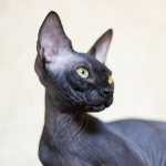 Black Sphynx photo.jpg