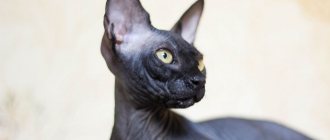 Black Sphynx photo.jpg