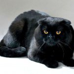 Black fold cat – color genetics, coat care features, pet’s character