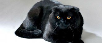 Черный вислоухий кот – генетика окраса, особенности ухода за шерстью, характер питомца