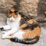 What is tortoiseshell coloration in a cat?