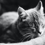 What is anemia in cats