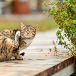 What is eczema in cats