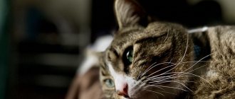 What is infectious anemia in cats?