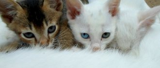 What is a “milk step” in cats and where does it come from?