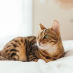 What is pyometra in a cat?