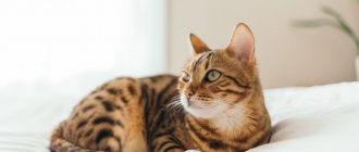Что такое пиометра у кошки
