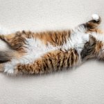 What does it mean if a cat sleeps on its back?