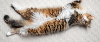 What does it mean if a cat sleeps on its back?