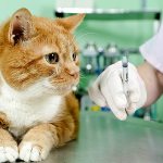 Deworming of cats