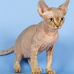 Devon Rex - description and history of the breed, standards, differences and maintenance recommendations