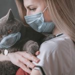 Diagnosis of calcivirosis in cats