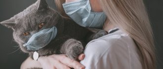 Diagnosis of calcivirosis in cats