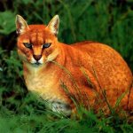 wild golden cat