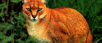 wild golden cat