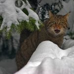 Wild forest cat