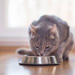 Adding a tablet to your cat&#39;s food