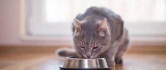 Adding a tablet to your cat&#39;s food