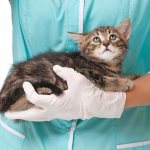 Your pet may get sick