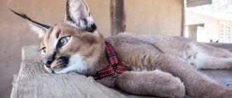 Domestic cat caracal