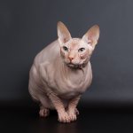 Don Sphynx