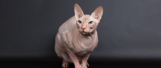 Don Sphynx