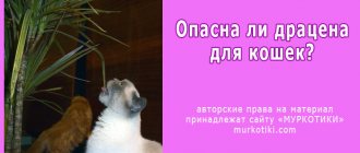 драцена для кошек