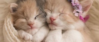 two kittens in a basket