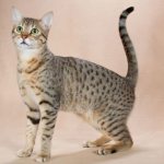 Egyptian Mau