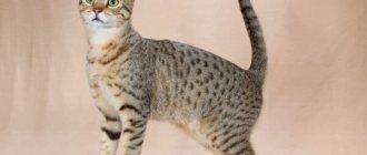 Egyptian Mau