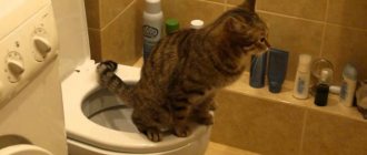 If a cat goes to the toilet, it is convenient, economical and hygienic.