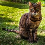 Photo of Bengal cat.jpg