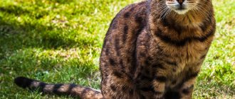 Photo of Bengal cat.jpg