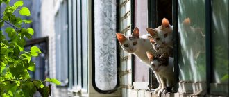 Photo: for the safety of a cat, protection for windows and balcony doors is necessary