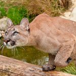 Photo: Mountain Lion