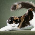 photo of Norwegian forest cat