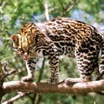 Photo: Ocelot