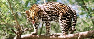 Photo: Ocelot