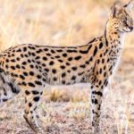 Photo: Serval