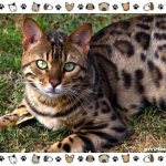 Hybrid-cat-breeds-2