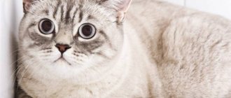 hyperesthesia in cats