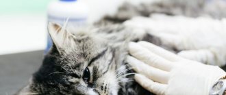 Hyperparathyroidism in cats