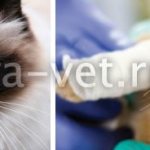 purulent wounds in cats treatment