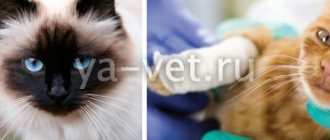 purulent wounds in cats treatment