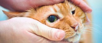 Cat&#39;s head in hands